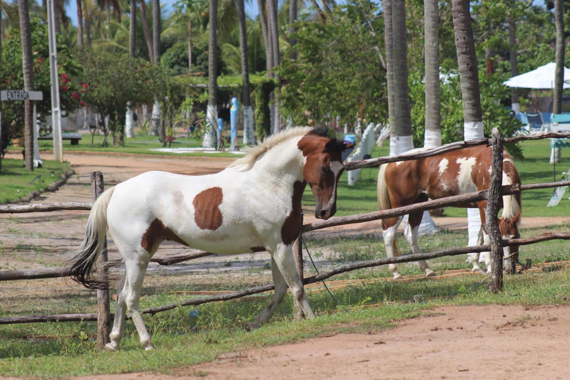 Fazenda Fiore Resort Paripueira Kültér fotó